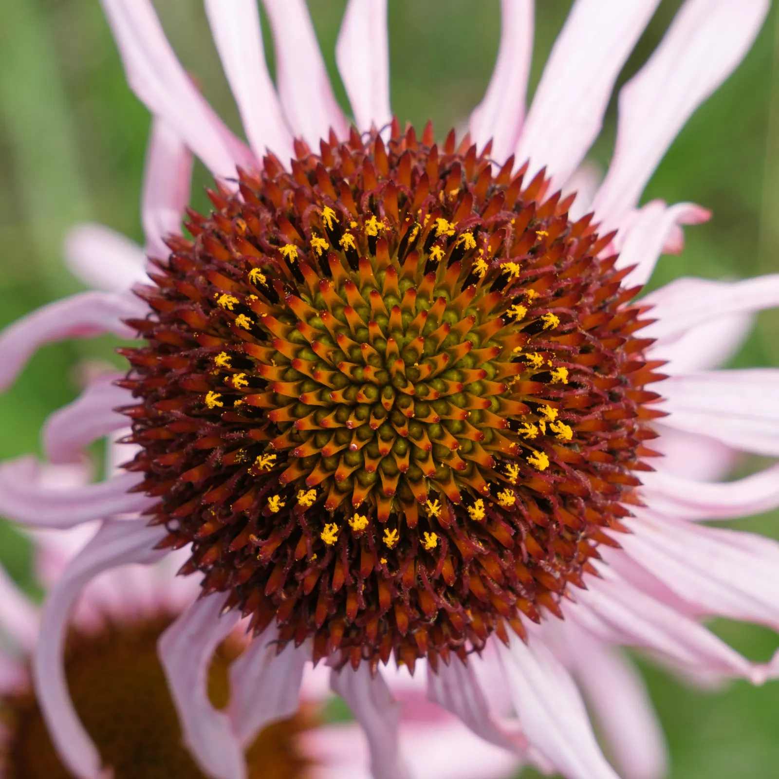 Coneflower (Echinacea Sp.) — This North American native is an essential addition to any landscape; blooming from early summer to fall, they add, image 144