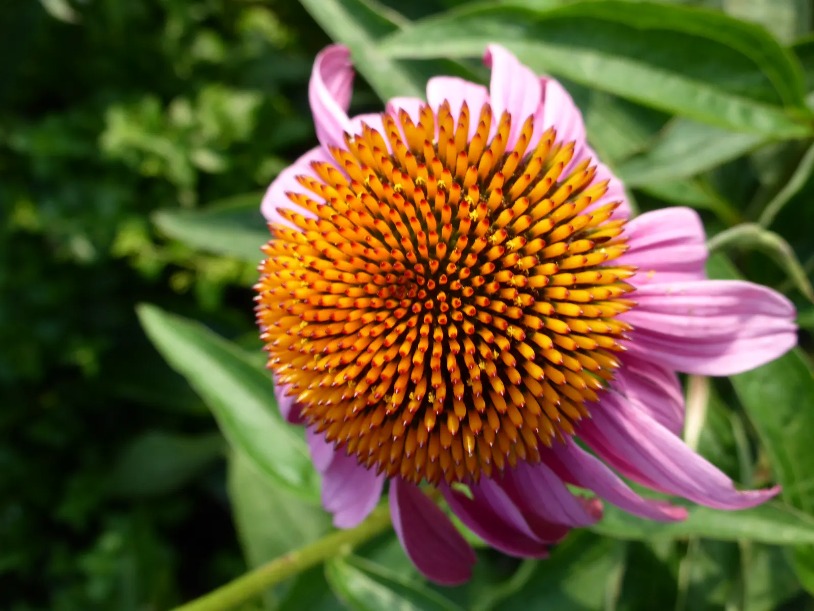 Coneflower (Echinacea Sp.) — its robust stalks rarely require staking; perennial for full or half, image 66