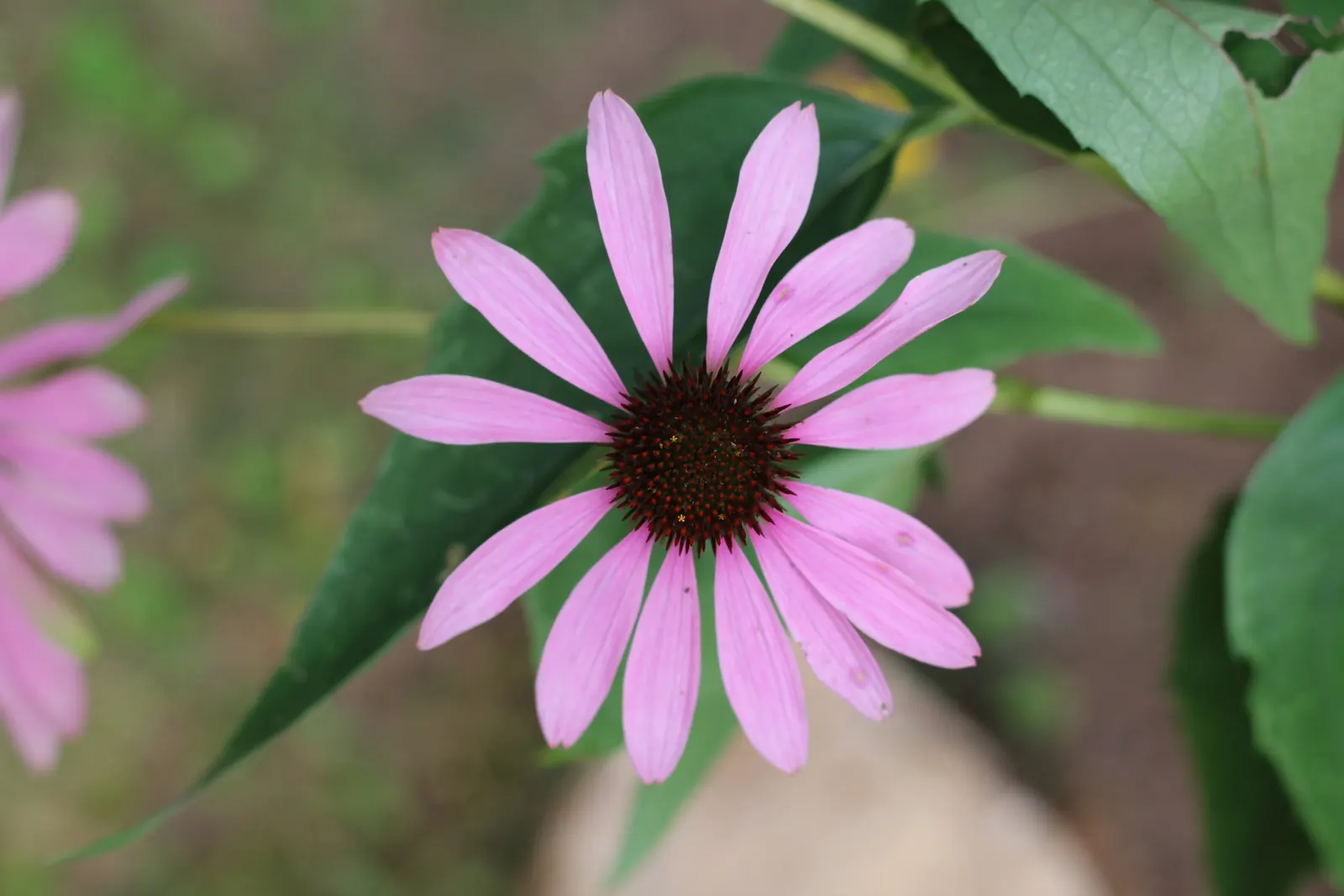 Coneflower (Echinacea Sp.) — Blooming from early summer to fall, they add long-lasting color and texture; its robust stalks rarely require staking, image 87