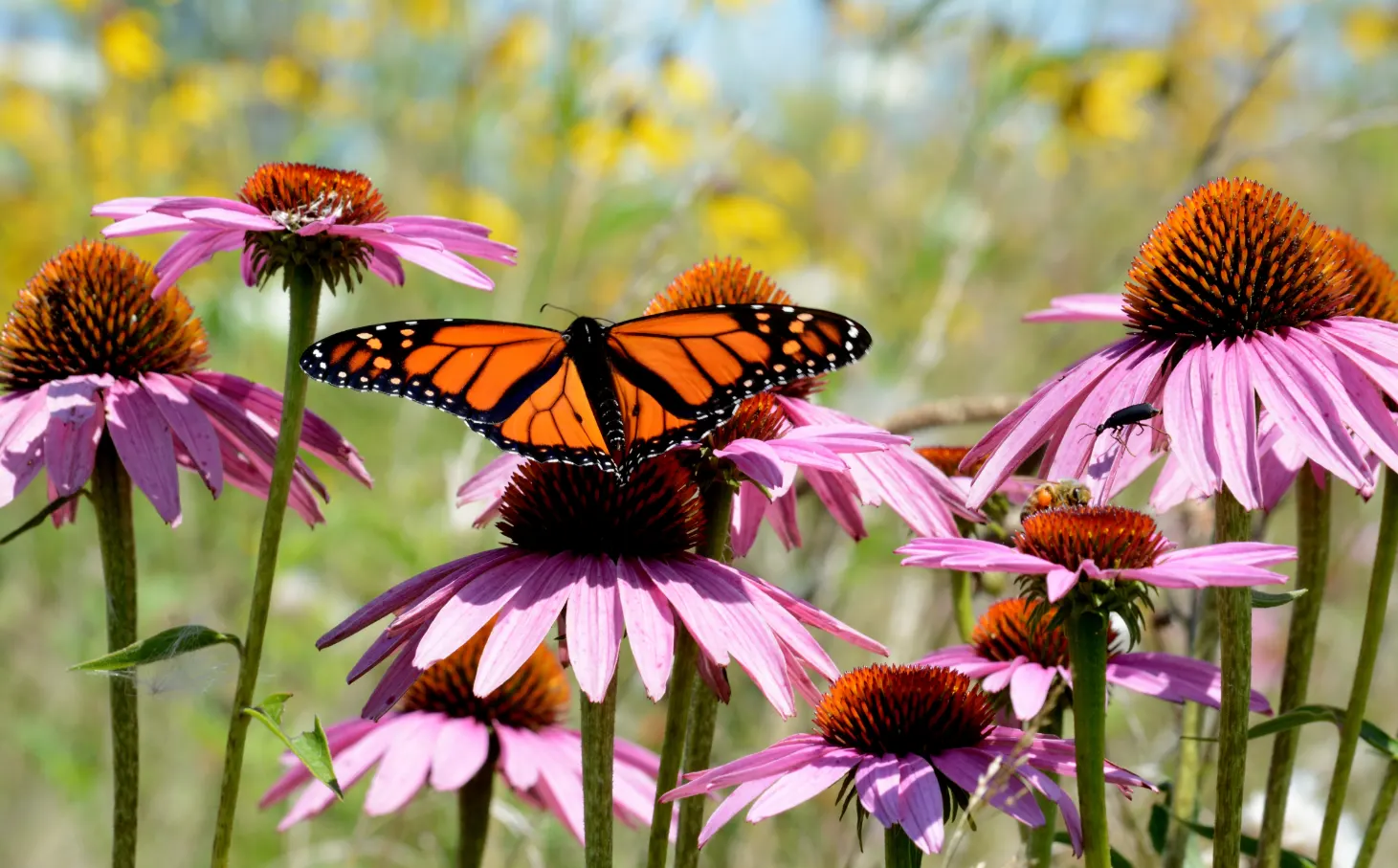 Coneflower (Echinacea Sp.) — and flowers are known for their medicinal properties; echinacea thrives in full sun to light shade and prefers, image 103