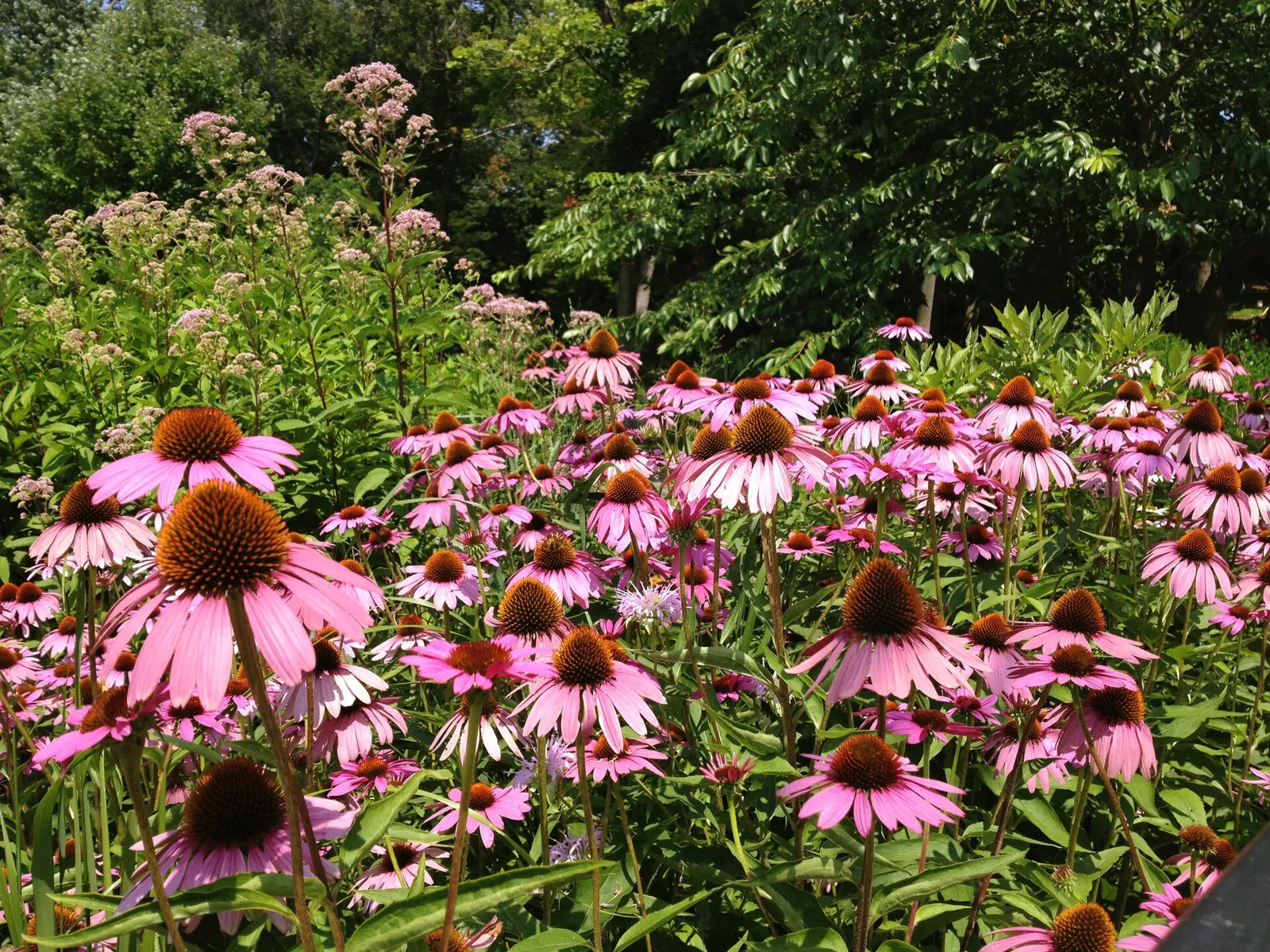 Coneflower (Echinacea Sp.) — daisy-like flowers with raised
