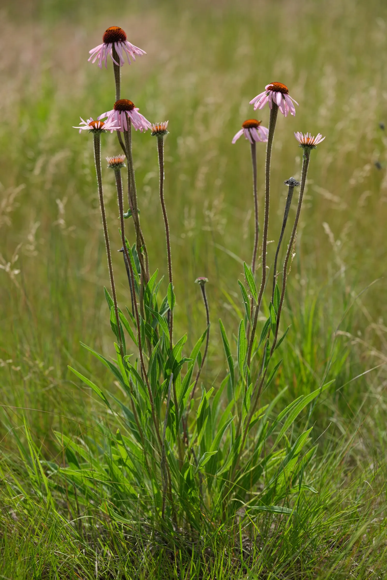 Coneflower (Echinacea Sp.) — contributing long-lasting color to the garden; commonly referred to by its genus name Echinacea sp., image 148