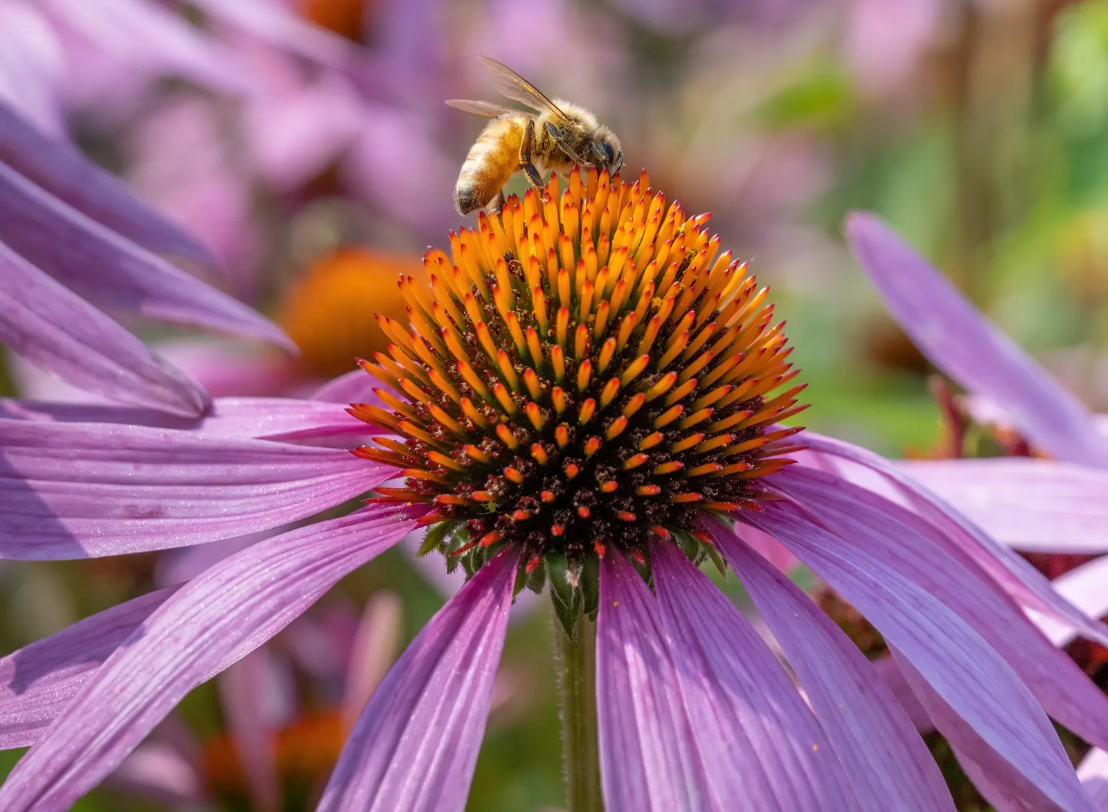 Coneflower (Echinacea Sp.) — multi-colored and purple and red and white and yellow flowers in the garden; providing a touch of natural beauty and attracting a