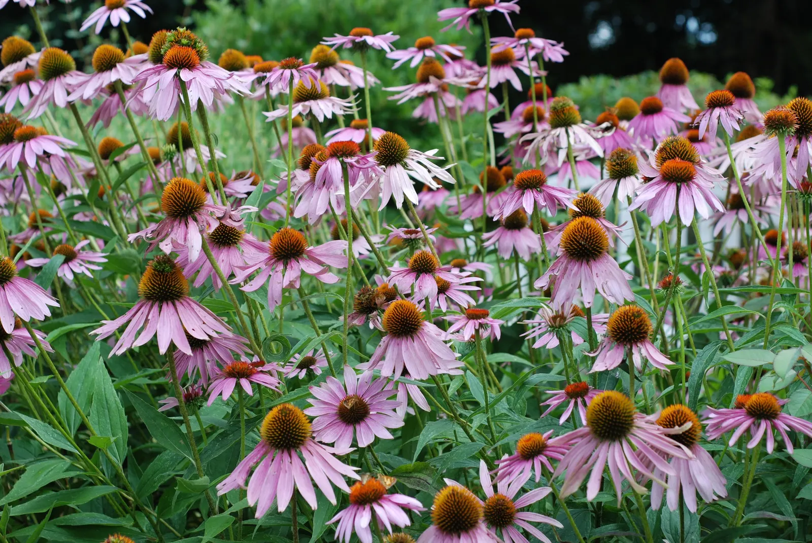 Coneflower (Echinacea Sp.) — Typically reaching 2-4 feet in height, they thrive in full sun to light shade and prefer well-draining soil; with species ranging