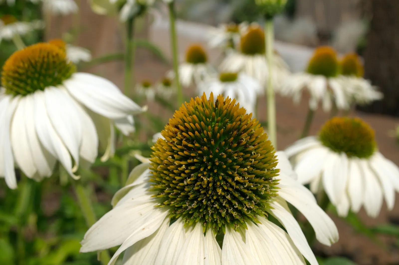 Coneflower (Echinacea Sp.) — in hues from purple to pink and white; making it ideal for xeriscaping schemes or areas with water restrictions.<br><br>When