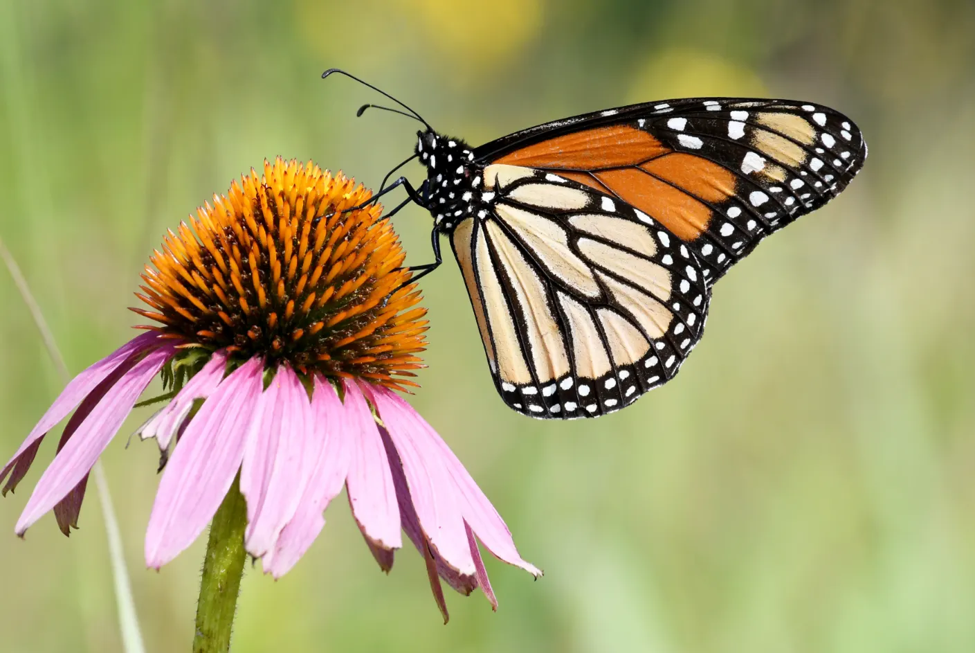 Coneflower (Echinacea Sp.) — space these plants approximately 18 to 24 inches apart to allow for ample air circulation; and flowers are known for, image 100