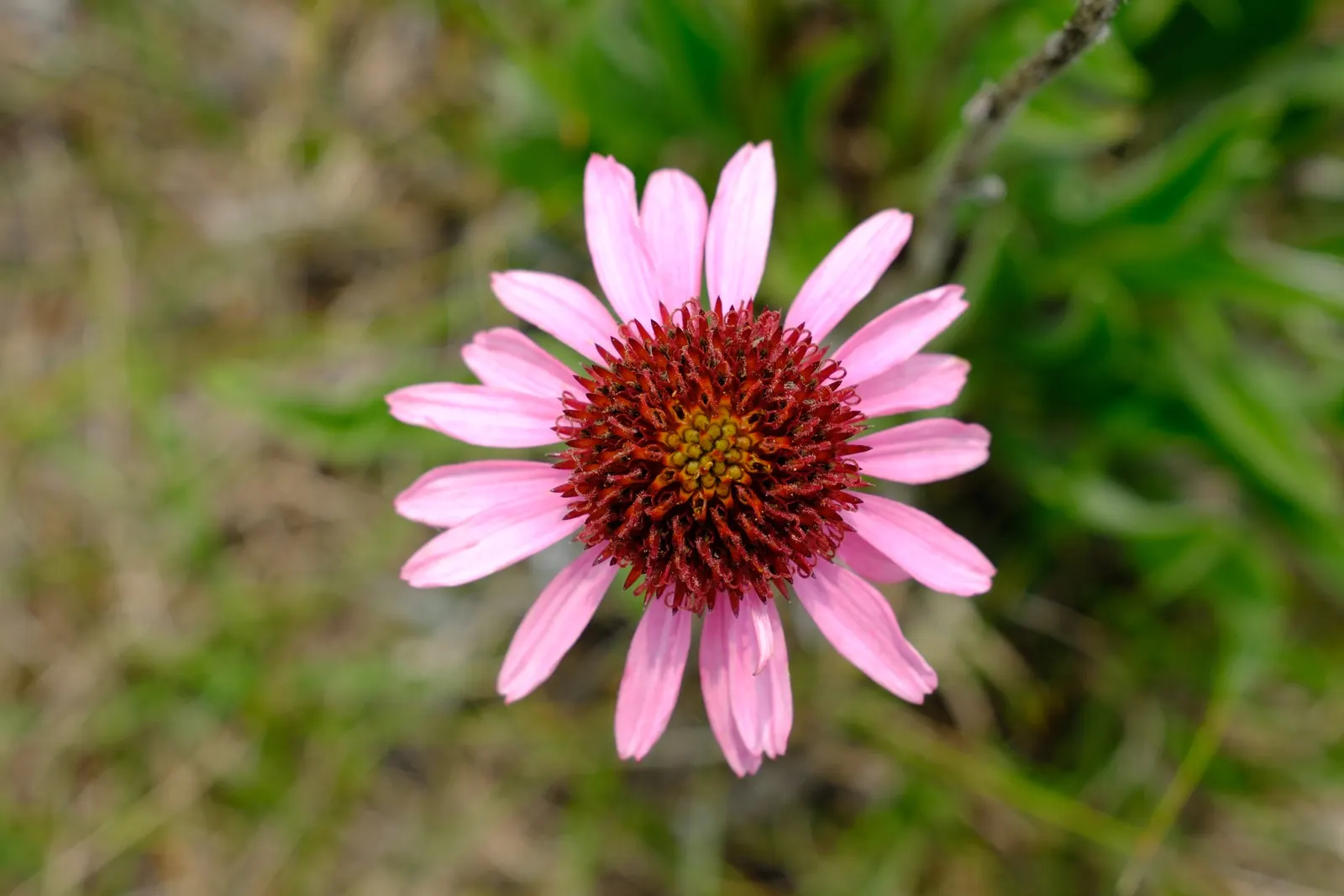 Coneflower (Echinacea Sp.) — is an herbaceous perennial treasured for its resilience and distinctive floral display; perennial with multi-colored, image 89