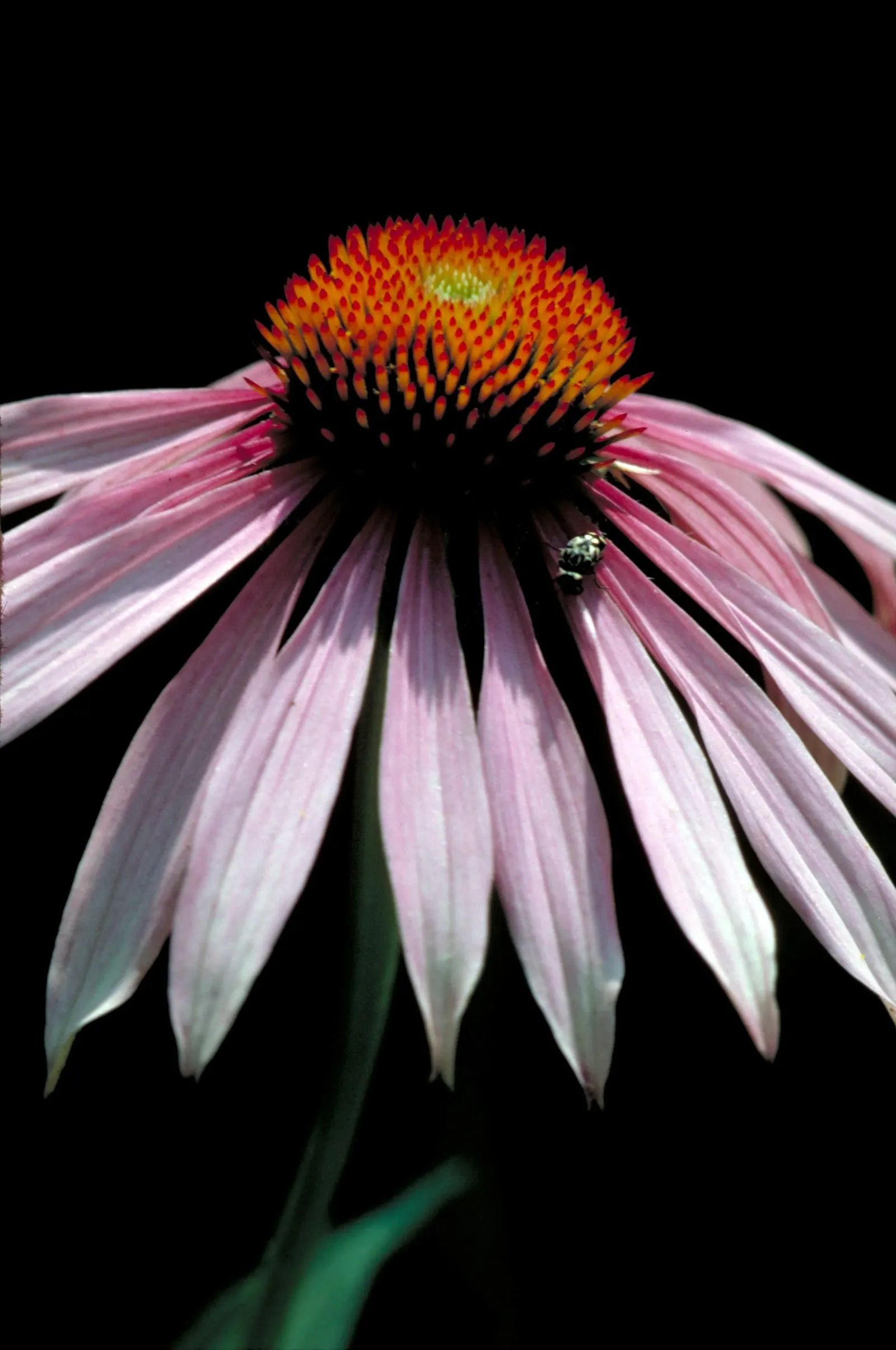 Coneflower (Echinacea Sp.) — Echinacea thrives in full sun to light shade and prefers well-drained soil