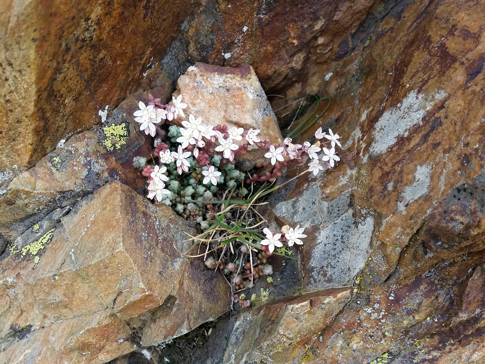 Stonecrop (Sedum Brevifolium) — This groundcover species flourishes in well-draining soil and full sun, reaching heights of 3-6 inches