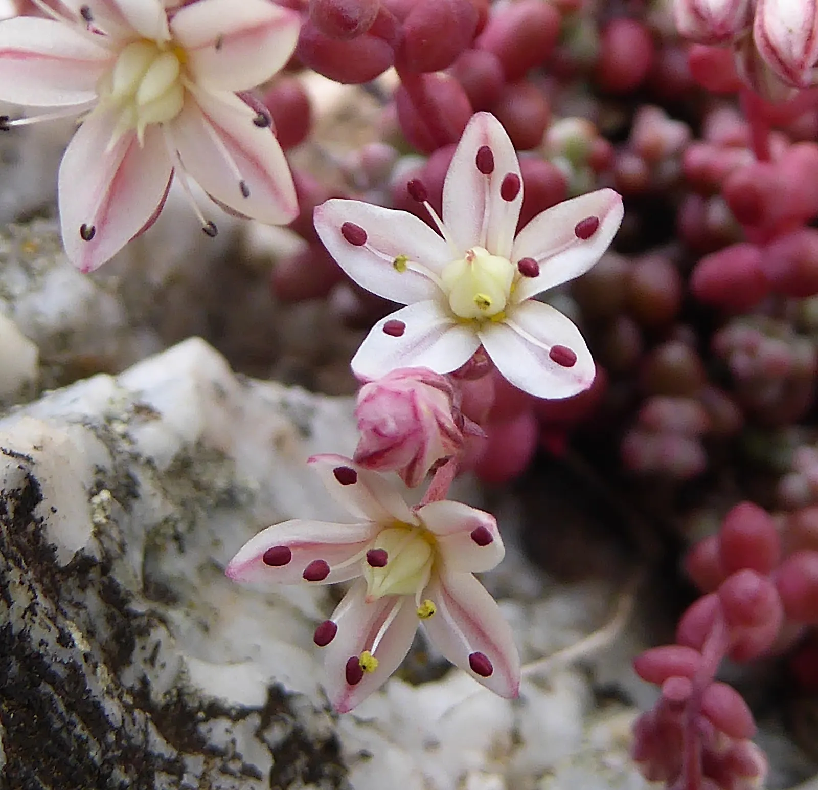Stonecrop (Sedum Brevifolium) — Its evergreen foliage presents a vibrant green hue