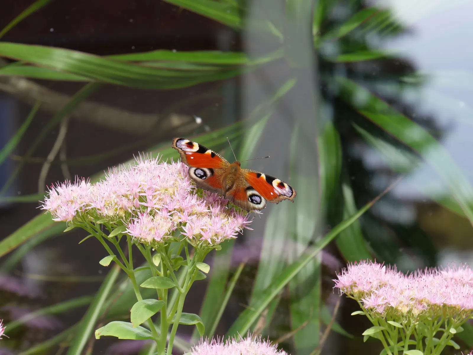 Stonecrop (Sedum Brevifolium) — accented with red edges in colder months