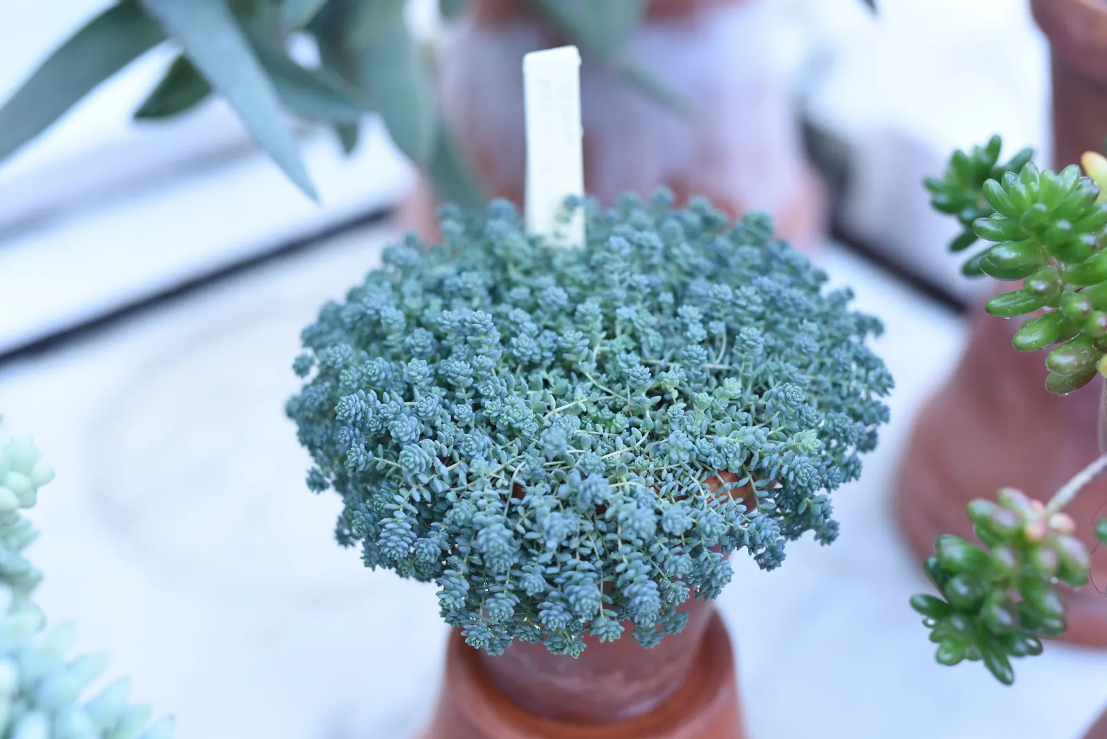 Stonecrop (Sedum Brevifolium) — Sedum brevifolium is an ideal selection for rock crevices