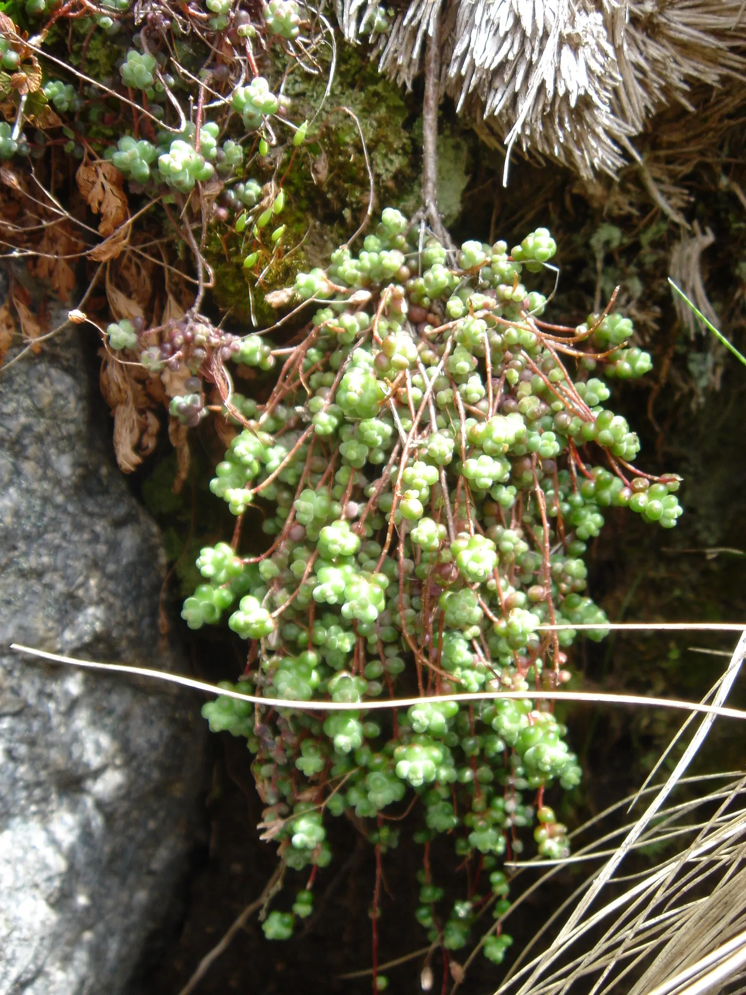 Stonecrop (Sedum Brevifolium) — This groundcover species flourishes in well-draining soil and full sun, reaching heights of 3-6 inches; these leaves adopt a