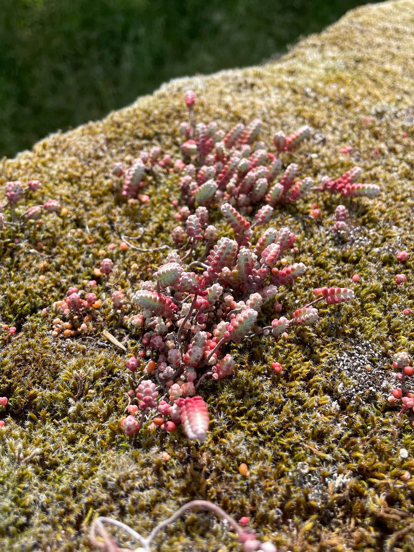 Stonecrop (Sedum Brevifolium) — Ideal for rock gardens, Stonecrop adds texture and year-round interest
