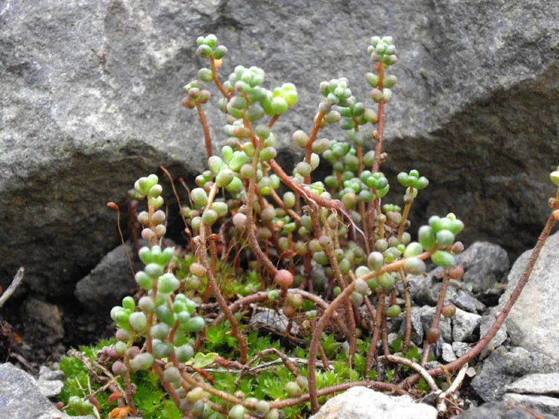 Stonecrop (Sedum Brevifolium) — which can take on a reddish tinge under the stress of full sun exposure or extreme temperatures