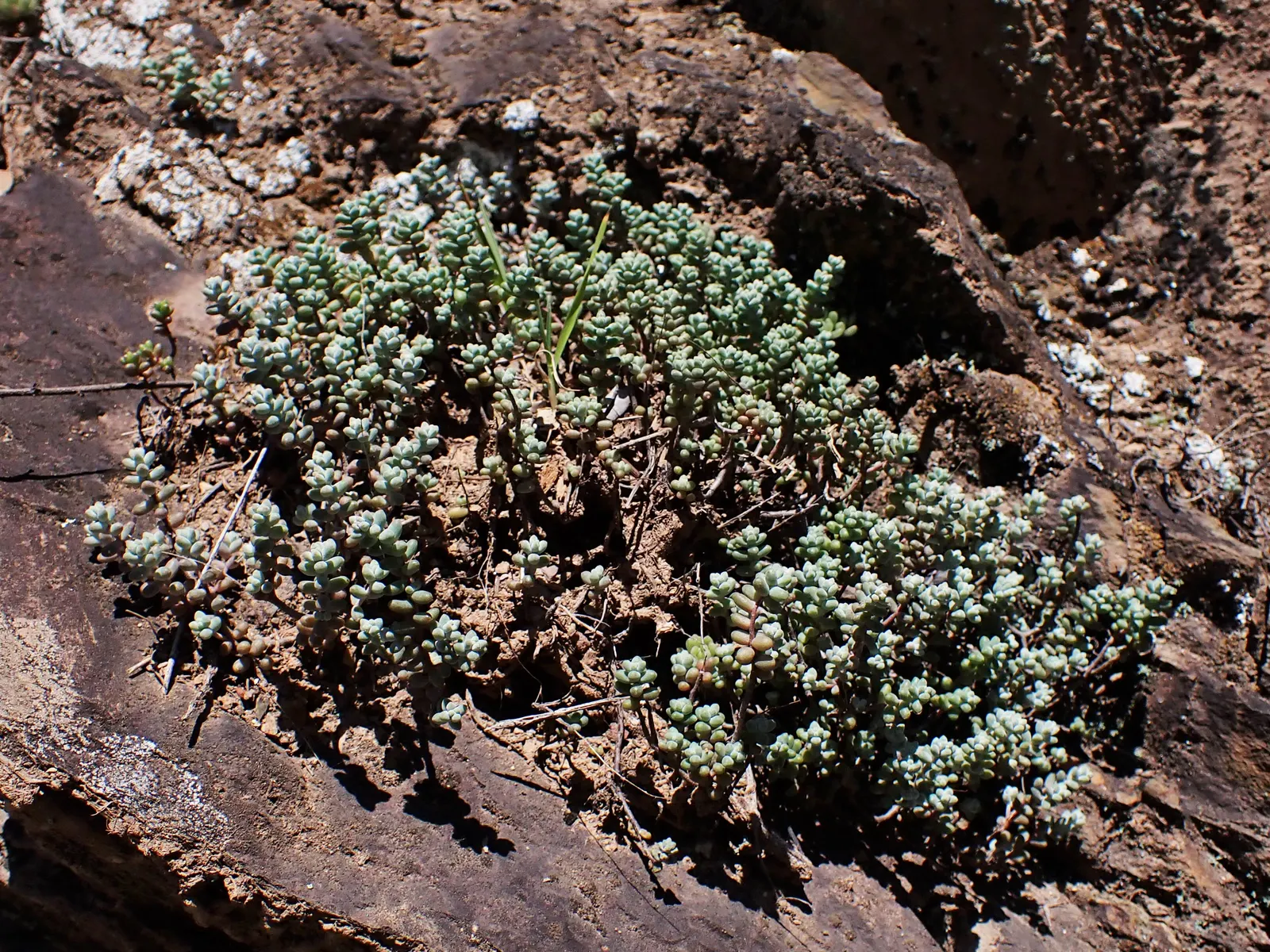 Stonecrop (Sedum Brevifolium) — makes it an enduring favorite for both garden enthusiasts and professional landscapers