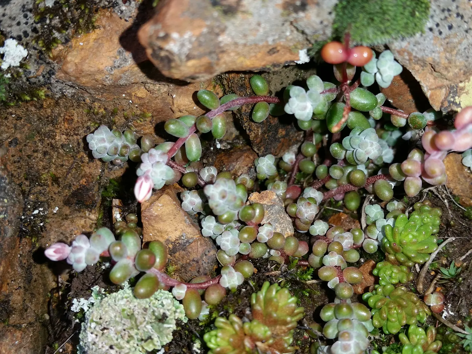 Stonecrop (Sedum Brevifolium) — Due to its compact growth habit