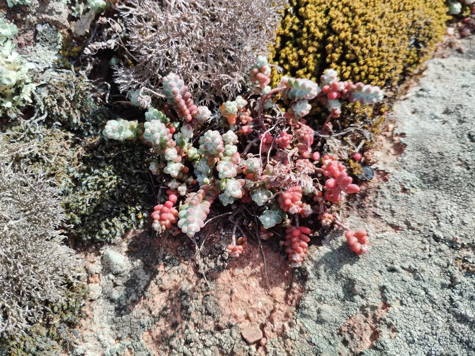 Stonecrop (Sedum Brevifolium) — Noted for its compact nature; adding a sprinkle of radiant color to the landscape.<br><br>When plotting your design