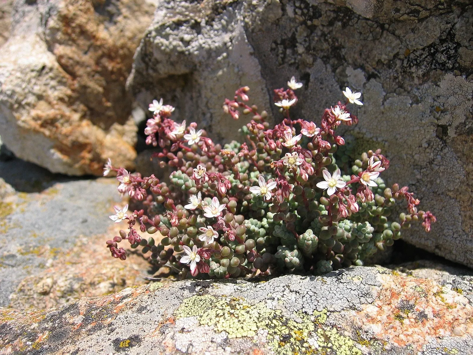 Stonecrop (Sedum Brevifolium) — Ideal for rock gardens, Stonecrop adds texture and year-round interest; this groundcover species flourishes in well-draining