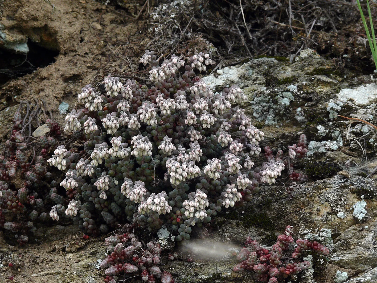 Stonecrop (Sedum Brevifolium) — as well as its minimal requirement for fertilization