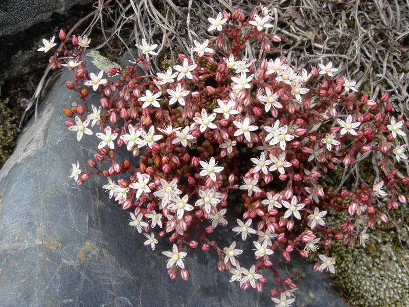 Stonecrop (Sedum Brevifolium) — Stonecrop 'Sedum brevifolium' is a hardy succulent valued for its drought resistance and ease of care; accented with red edges