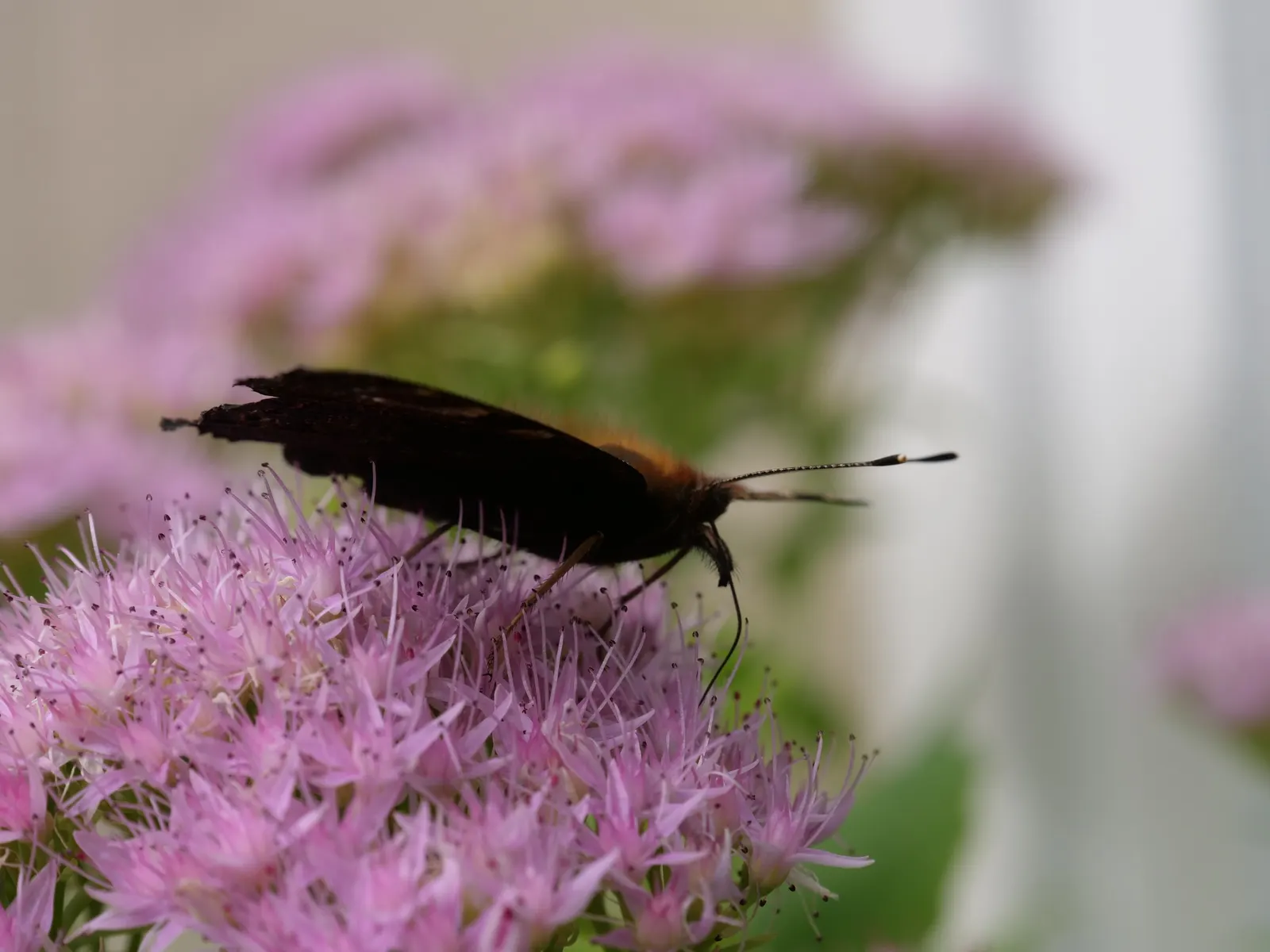 Stonecrop (Sedum Brevifolium) — scientifically known as Sedum brevifolium