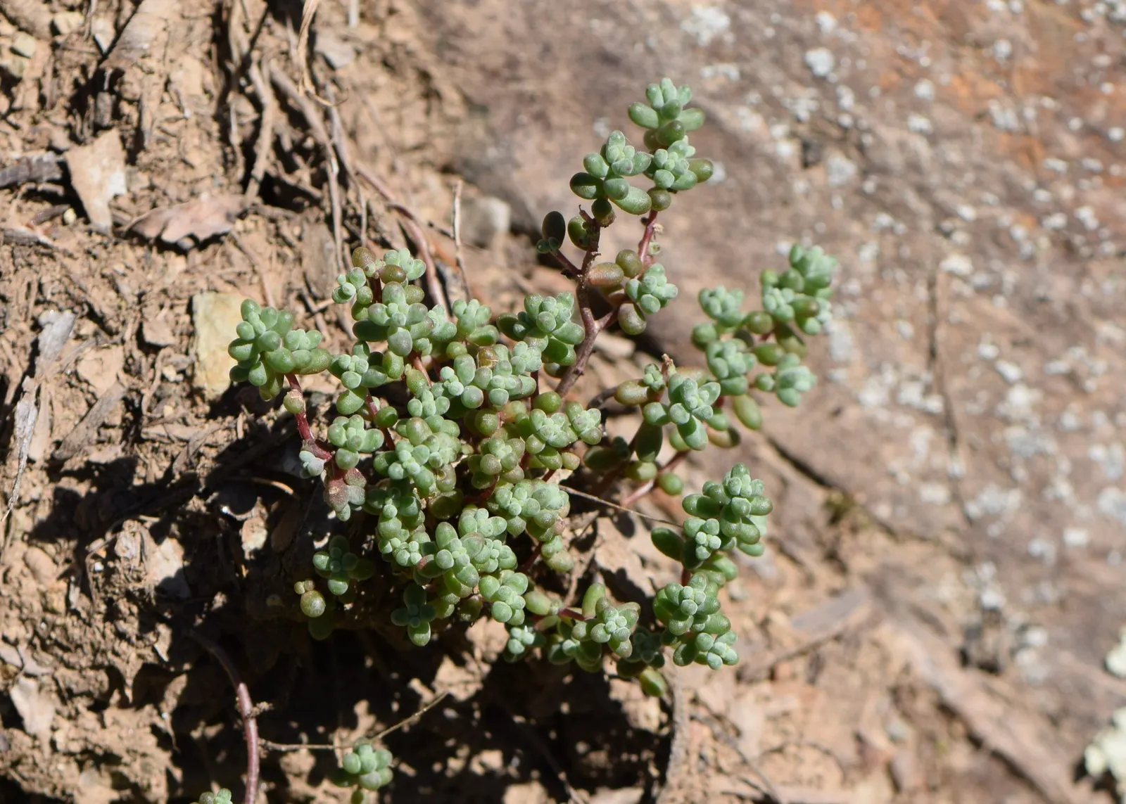 Stonecrop (Sedum Brevifolium) — scientifically known as Sedum brevifolium; fleshy leaves that are adept at storing water