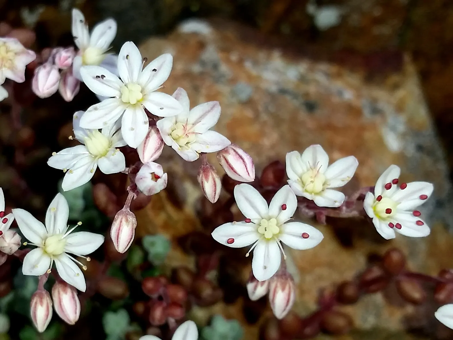 Stonecrop (Sedum Brevifolium) — Noted for its compact nature