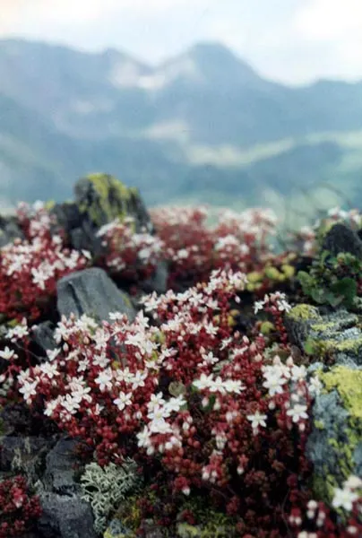 Stonecrop (Sedum Brevifolium) — Sedum brevifolium provides year-round interest with minimal upkeep