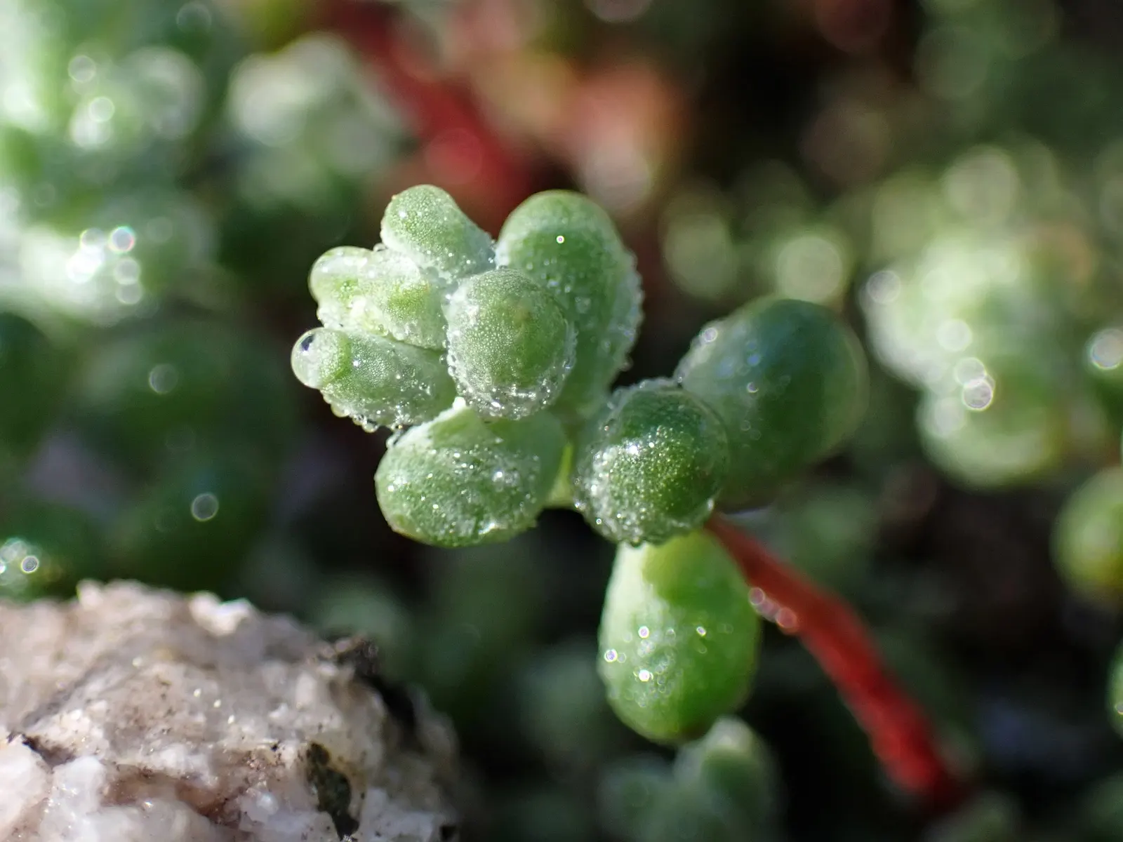 Stonecrop (Sedum Brevifolium) — consider that Stonecrop thrives in USDA Hardiness Zones 5 through 9