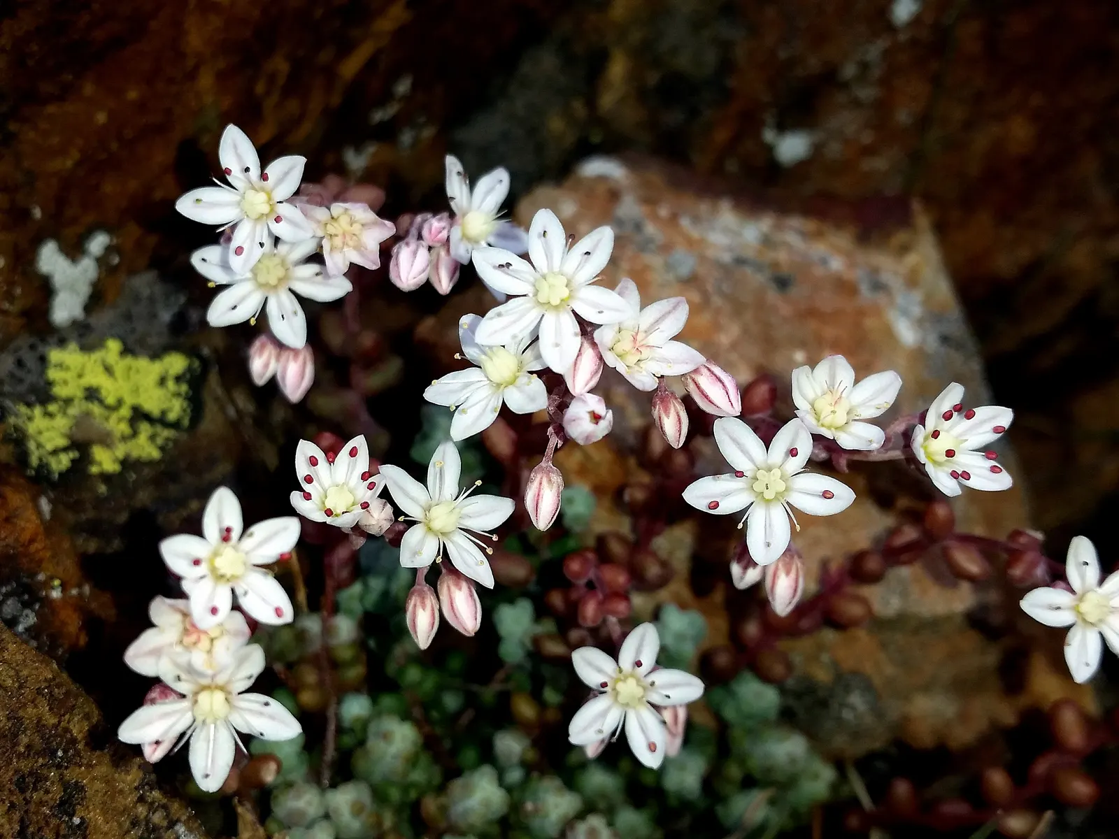 Stonecrop (Sedum Brevifolium) — expect to see an abundance of star-shaped