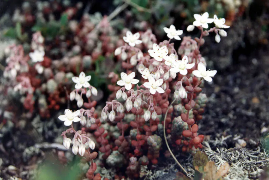 Stonecrop (Sedum Brevifolium) — ground cover / perennial with pink and purple and red blooms