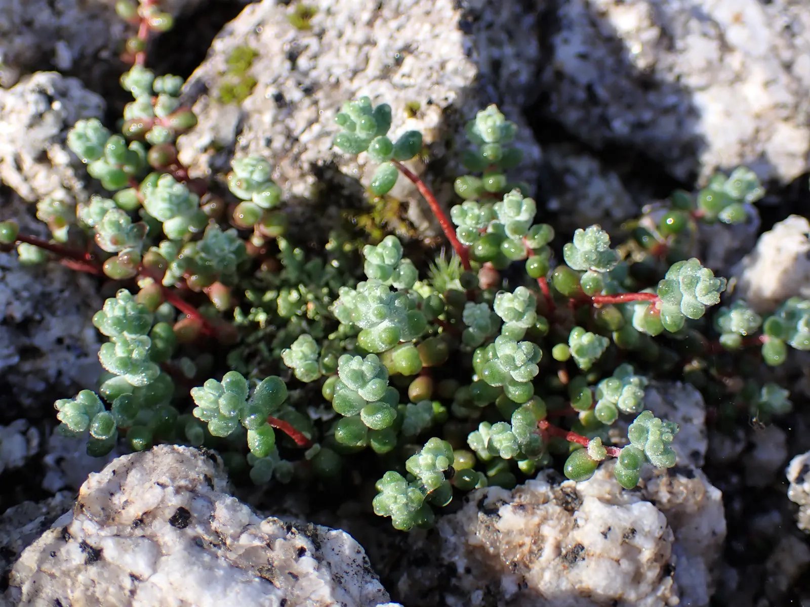 Stonecrop (Sedum Brevifolium) — and borders or as a complement to other drought-tolerant specimens.<br><br>Lastly