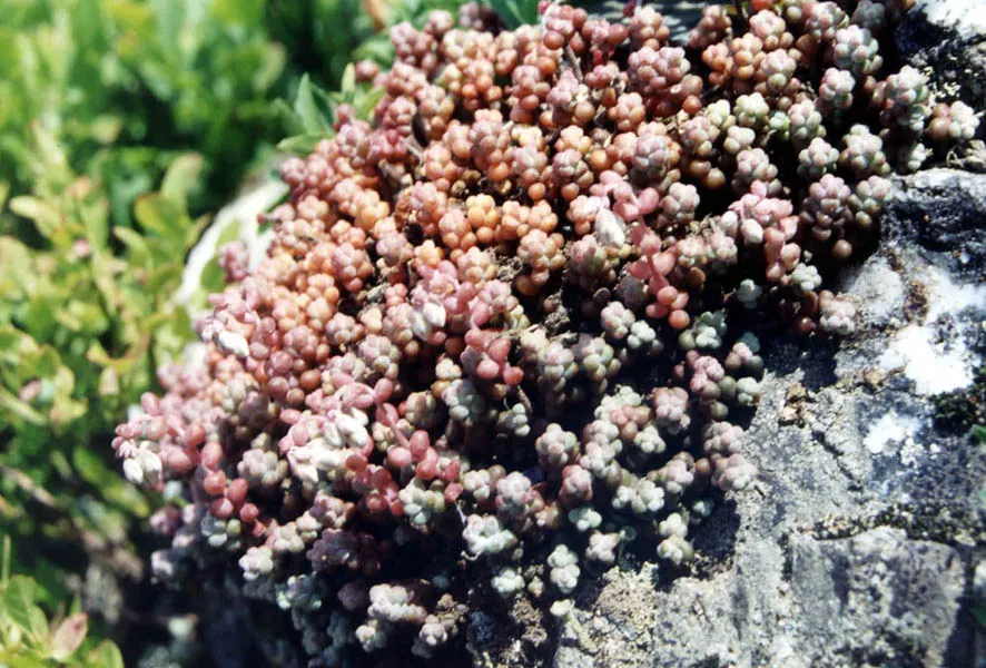 Stonecrop (Sedum Brevifolium) — fleshy leaves that are adept at storing water