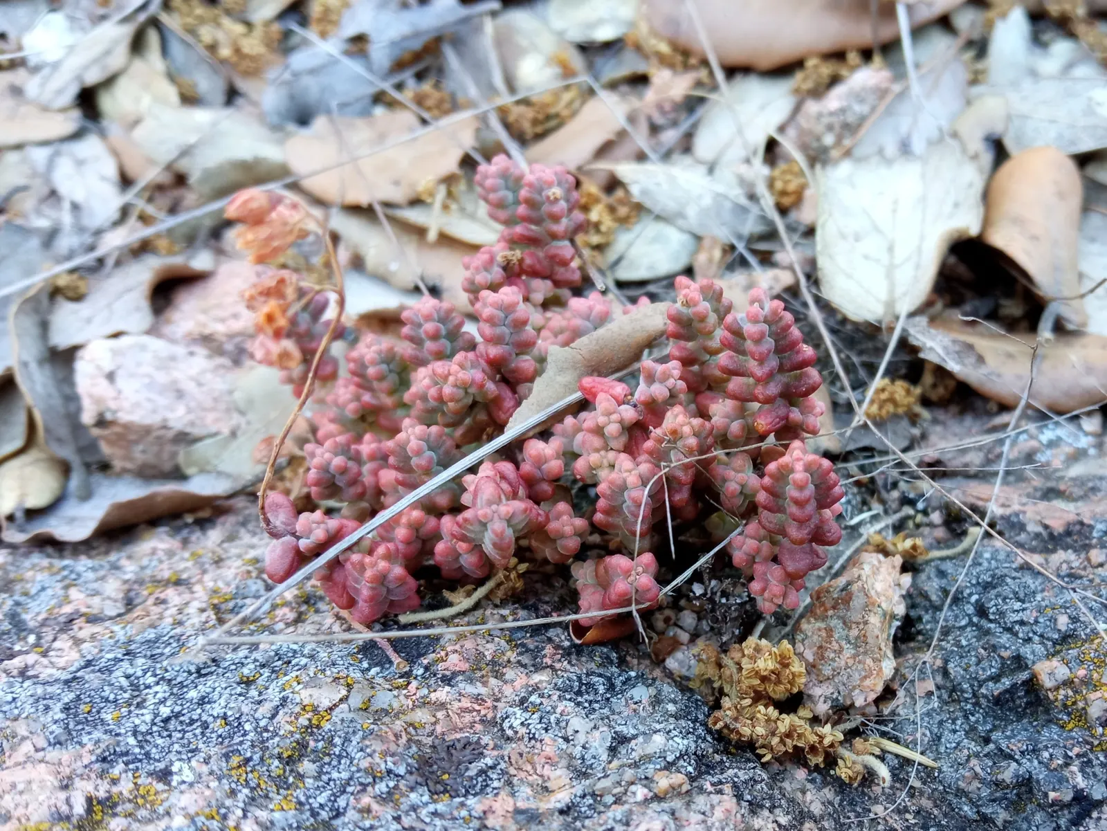 Stonecrop (Sedum Brevifolium) — contributing to its exceptional drought tolerance