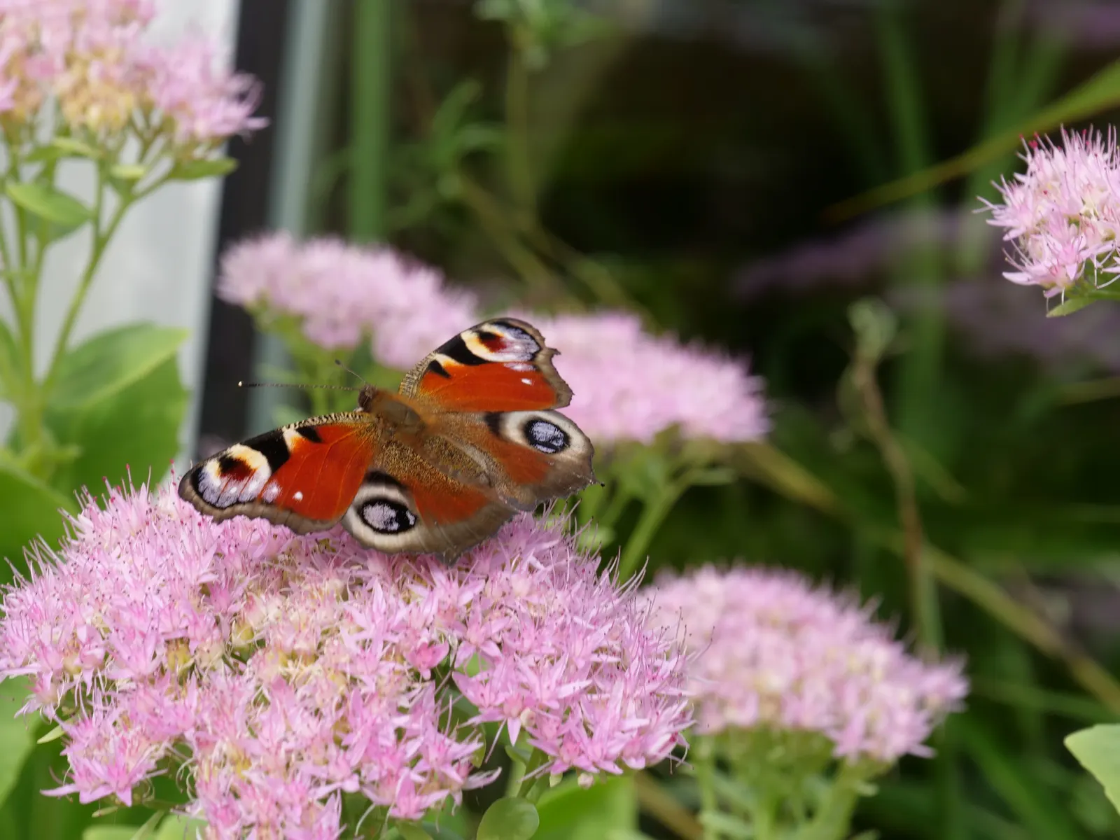 Stonecrop (Sedum Brevifolium) — the plant rarely exceeds heights of 3 inches