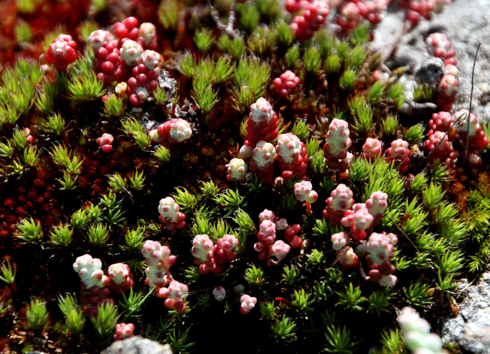 Stonecrop (Sedum Brevifolium) — adding a sprinkle of radiant color to the landscape.<br><br>When plotting your design