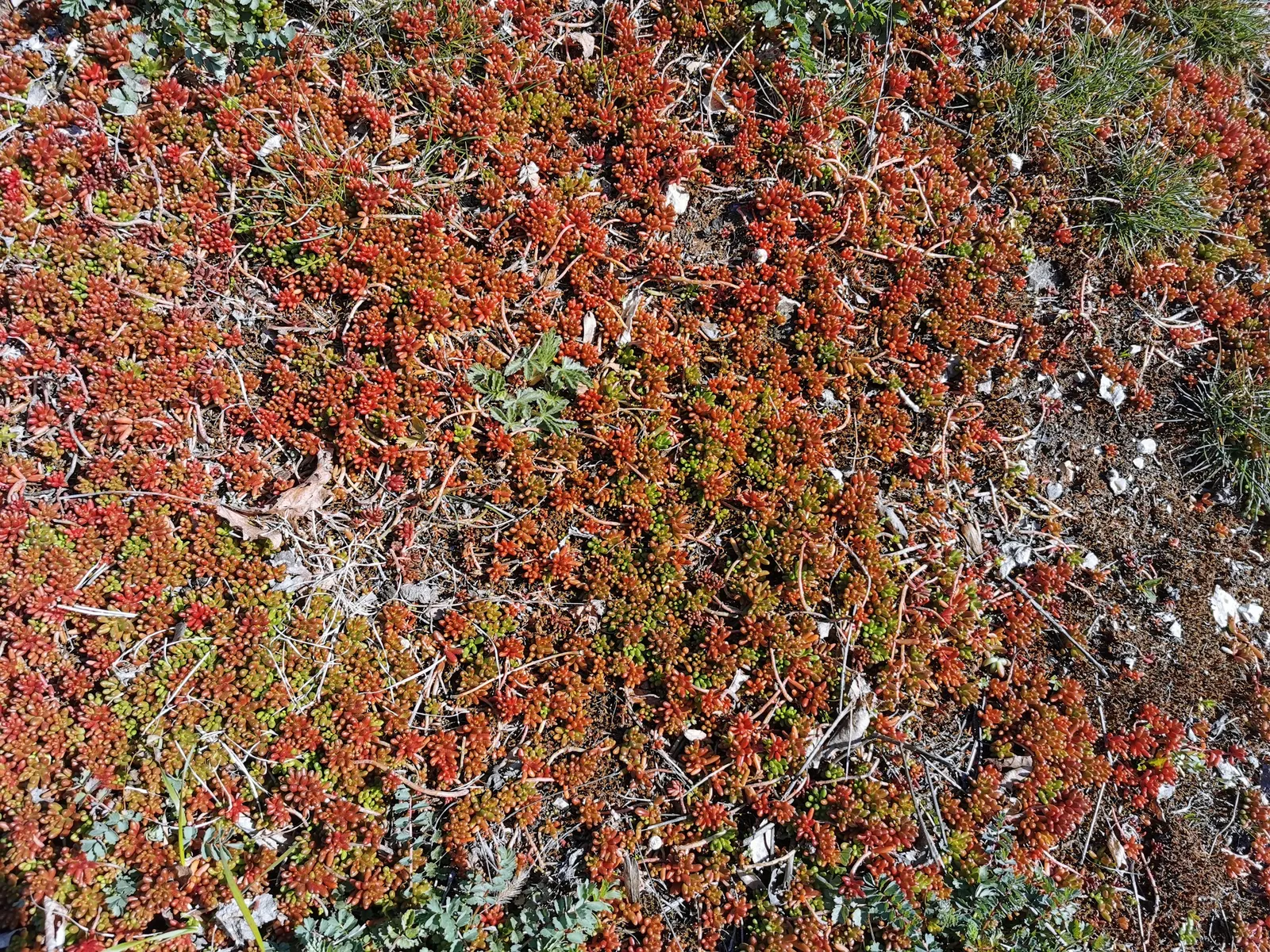 Stonecrop (Sedum Brevifolium) — These leaves adopt a green to grayish hue
