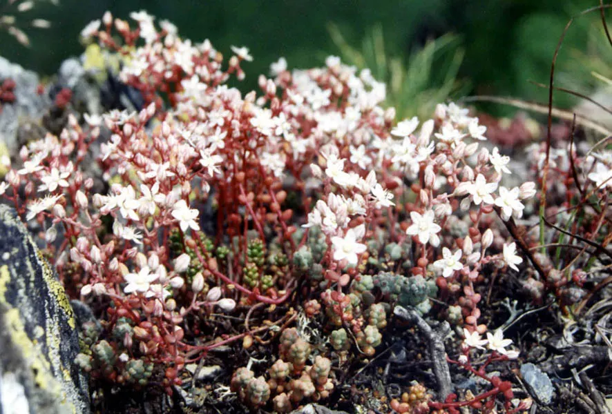 Stonecrop (Sedum Brevifolium) — accented with red edges in colder months; makes it an enduring favorite for both garden enthusiasts and professional landscapers