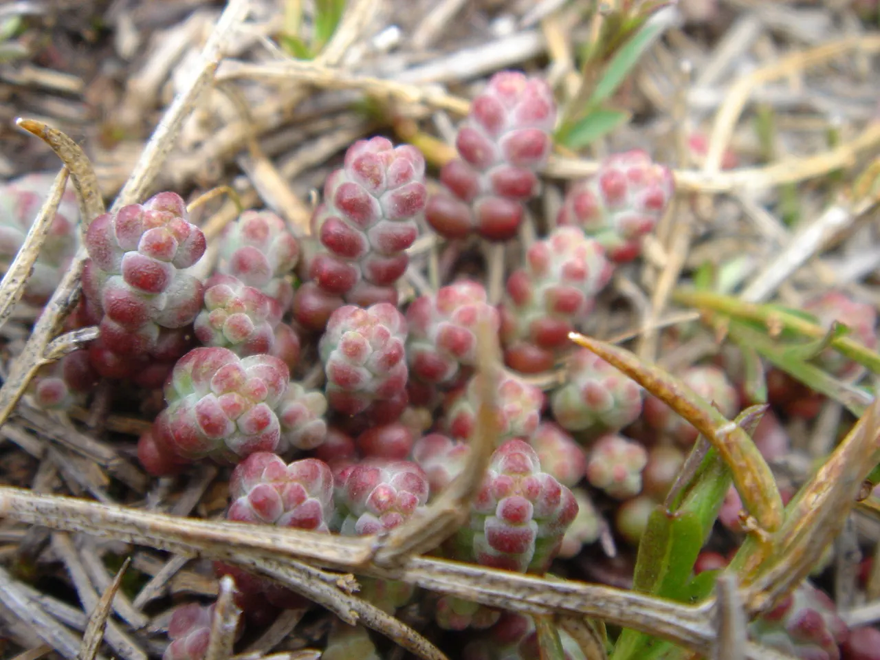 Stonecrop (Sedum Brevifolium) — Its evergreen foliage presents a vibrant green hue; it demands well-drained soil and is partial to locations that receive full