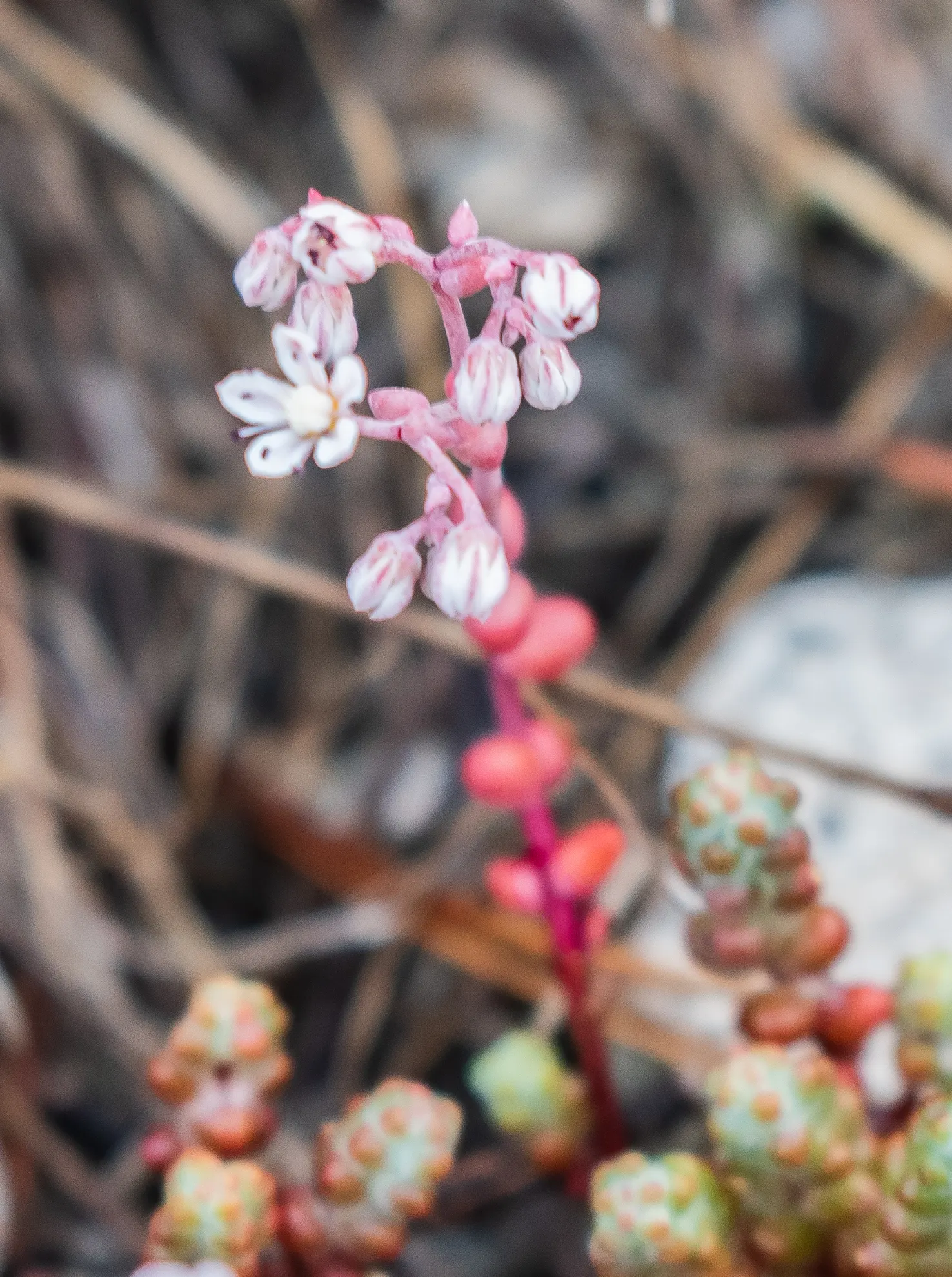 Stonecrop (Sedum Brevifolium) — ground cover / perennial for full or half