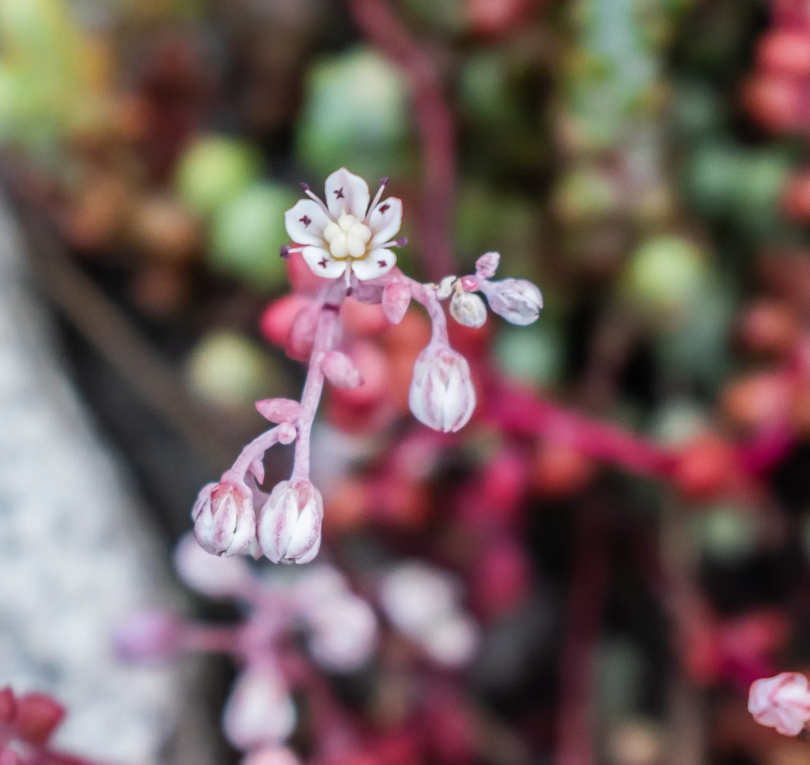 Stonecrop (Sedum Brevifolium) — pink and purple and red flowers in the garden
