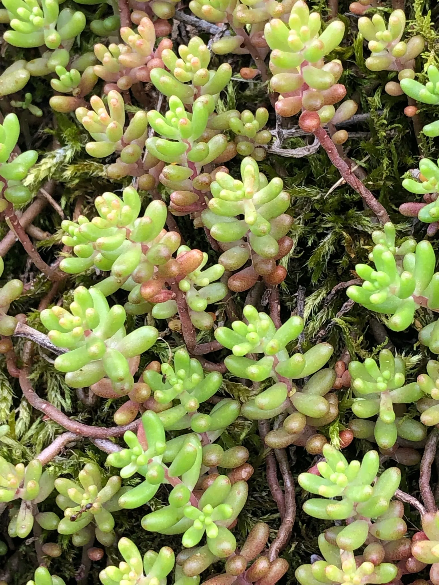 Stonecrop (Sedum Brevifolium) — It demands well-drained soil and is partial to locations that receive full to part sun