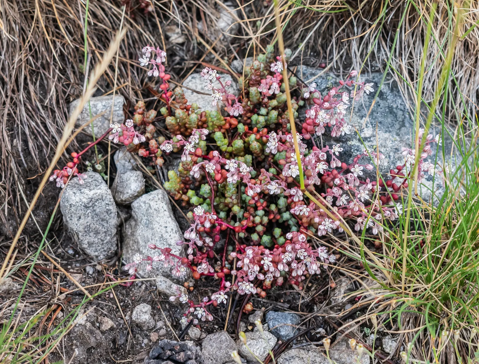 Stonecrop (Sedum Brevifolium) — Whether for aesthetic appeal or practical use