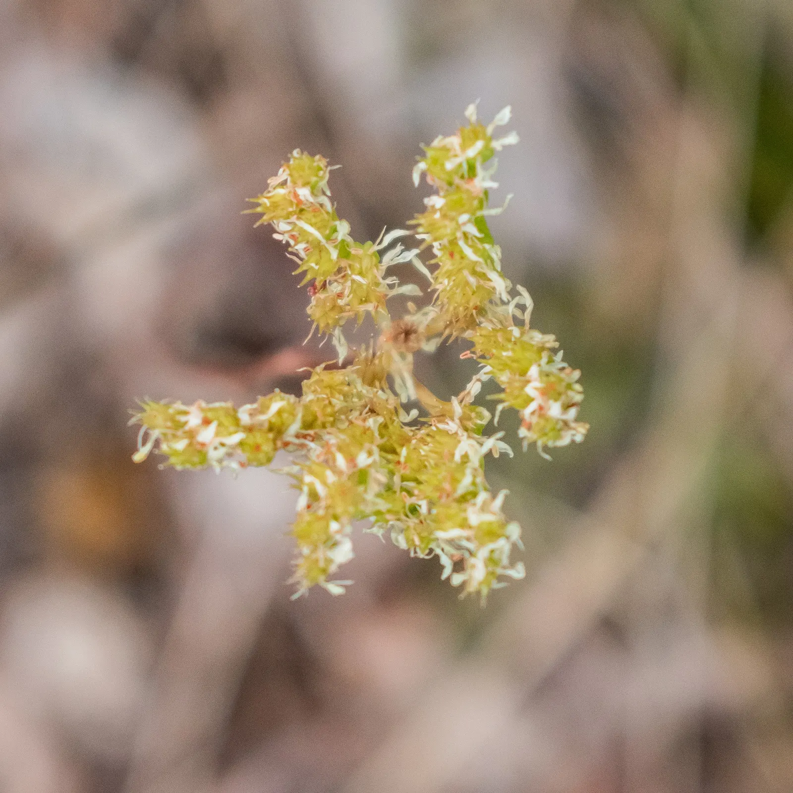 Stonecrop (Sedum Brevifolium) — the Stonecrop's resiliency against pests and diseases