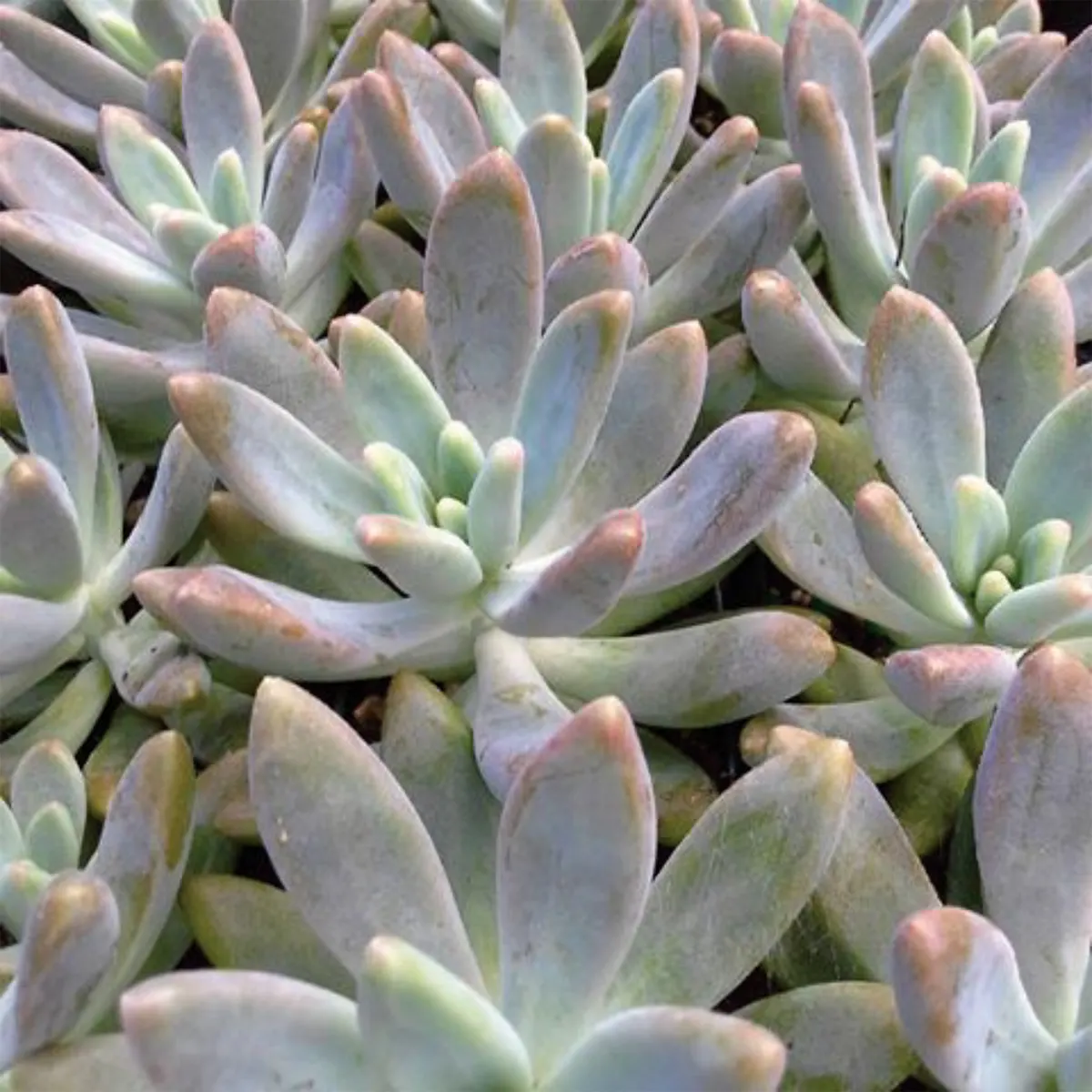 Stonecrop (Sedum Brevifolium) — Stonecrop 'Sedum brevifolium' is a hardy succulent valued for its drought resistance and ease of care