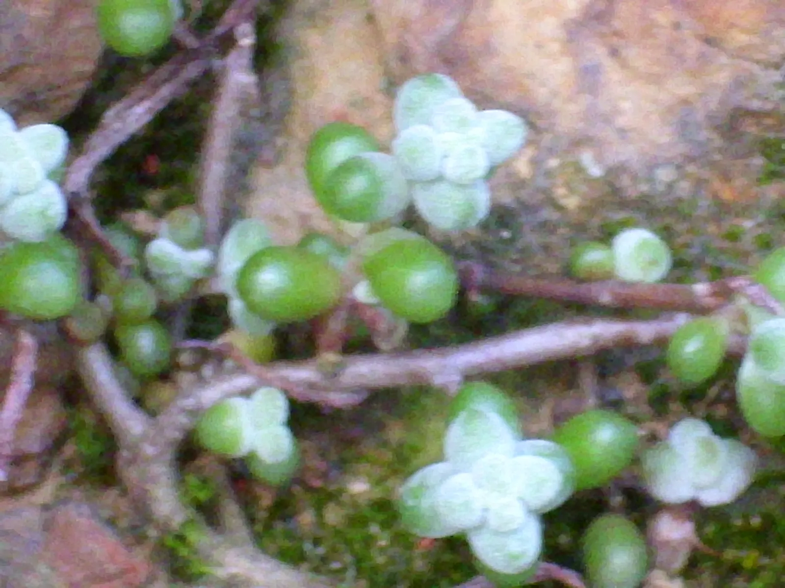 Stonecrop (Sedum Brevifolium) — in late spring to early summer