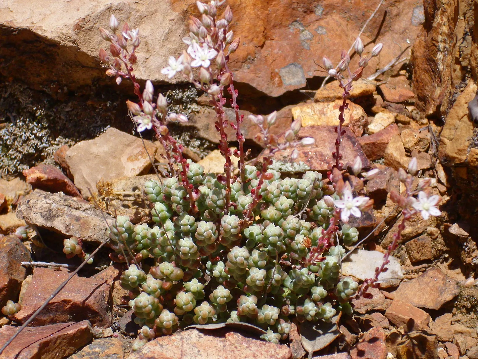 Stonecrop (Sedum Brevifolium) — pale yellow flowers that emerge