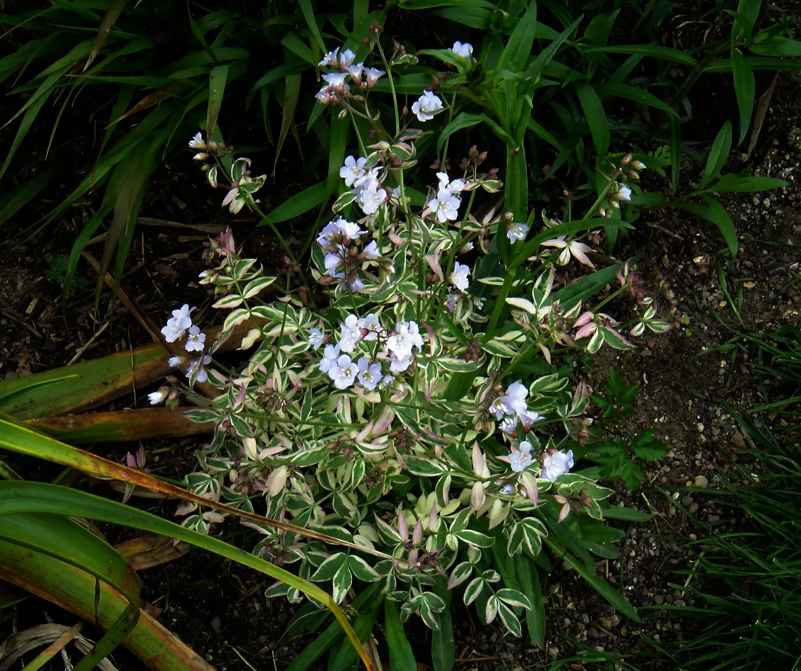 Jacob's Ladder (Polemonium 'Stairway To Heaven') — Jacob's Ladder 'Stairway to Heaven' is a herbaceous perennial reaching heights of 12-18 inches