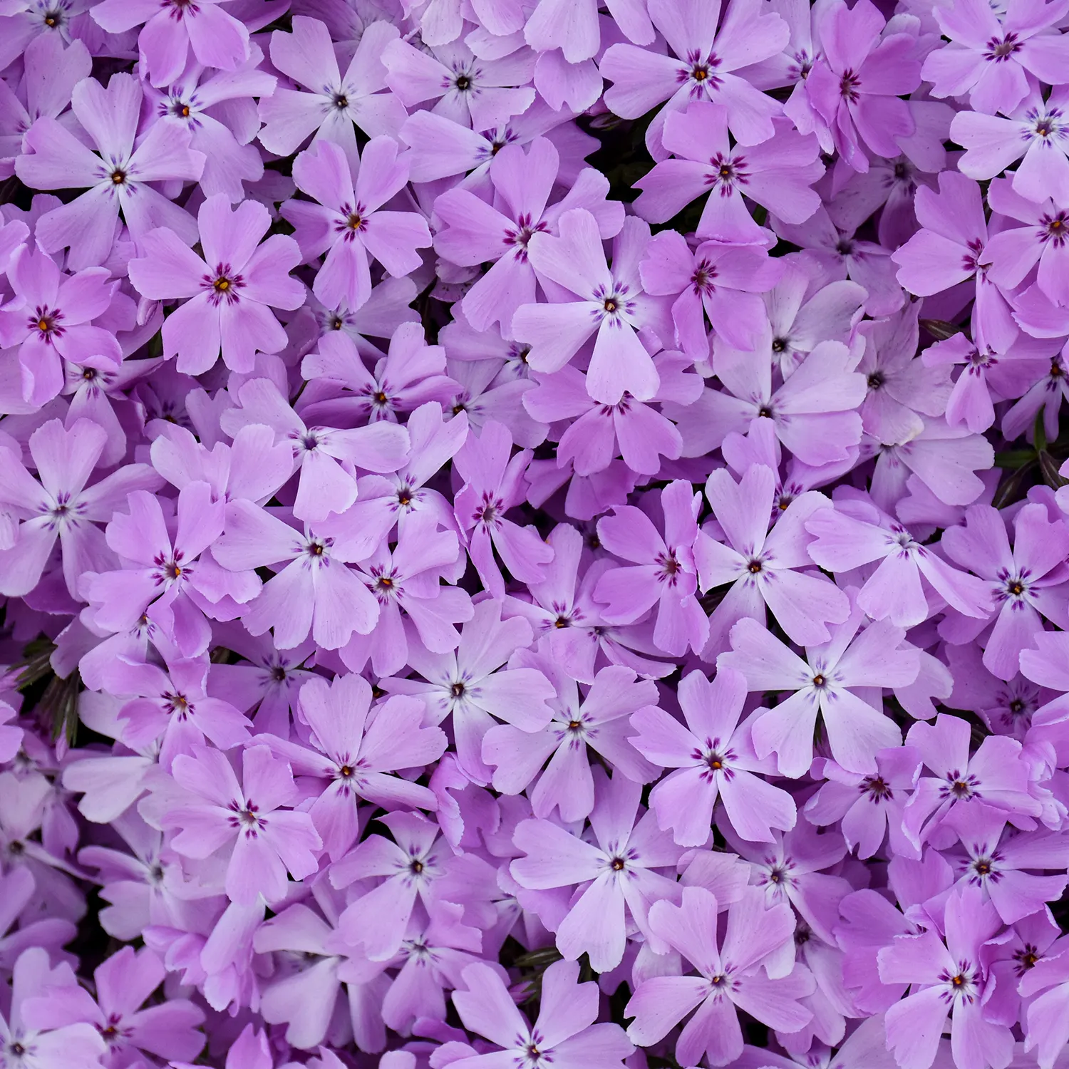 'Pink Sparkles' Hybrid Spring Phlox (Phlox hybrid) — The Phlox hybrid 'Pink Sparkles' is a low